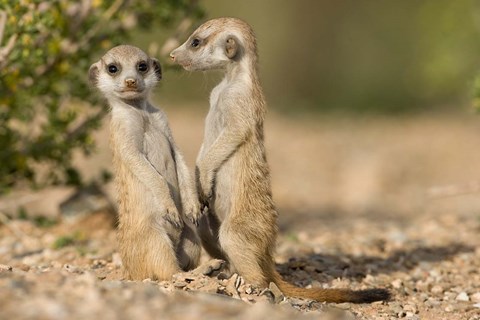 Framed Namibia, Keetmanshoop, Namib Desert, Pair of Meerkats Print