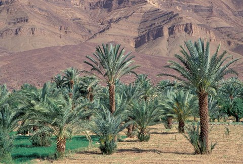 Framed Palmery Below Mountains, Morocco Print