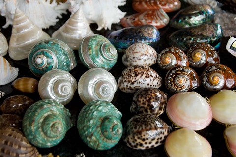 Framed Shells for sale in market, Mahe Island, Seychelles Print