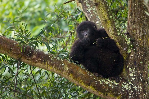 Framed Rwanda, Mountain Gorilla forages, Buffalo Wall Print