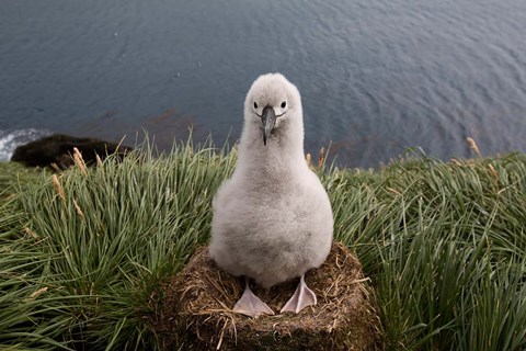 Framed South Georgia Island, Grayheaded Albatross Chick Print