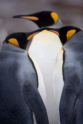 Framed South Georgia Island, King Penguins, Elsehul Bay Print