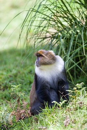 Framed Sykes monkey foraging in the Aberdare NP, Kenya, Africa. Print