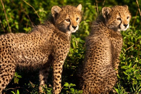 Framed Tanzania, Ndutu, Ngorongoro, Cheetahs Print