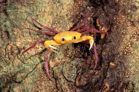 Framed Terrestrial Arboreal Crab, Ankarana Special Reserve, Madagascar Print