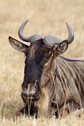 Framed Wildebeest resting, Ngorongoro Crater, Tanzania Print