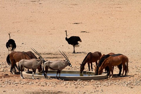 Framed Wildlife at Garub waterhole, Namib-Naukluft NP, Namibia, Africa. Print