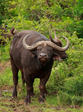 Framed Water Buffalo, Hluhulwe Game Reserve, South Africa Print