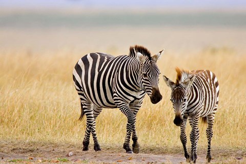 Framed Zebra and Juvenile Zebra on the Maasai Mara, Kenya Print