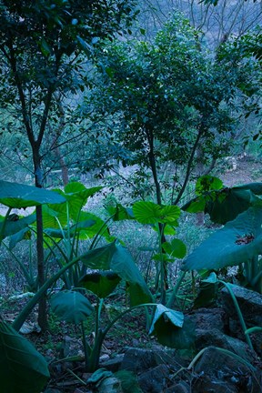 Framed Temple Garden, Fengdu, Chongqing Province, China Print