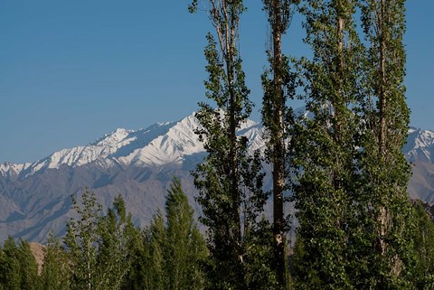 Framed India, Ladakh, Leh, Trees in front of snow-capped mountains Print