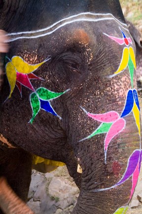 Framed Elephant at Amber Fort, Rajasthan, Jaipur, India Print