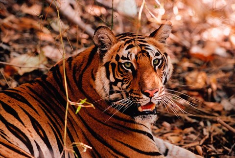 Framed Bengal Tiger in Bandhavgarh National Park, India Print