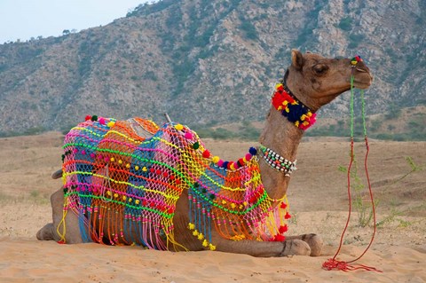 Framed Brightly decorated camel, Pushkar, Rajasthan, India. Print