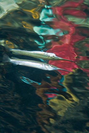 Framed Halfbeak fish Print