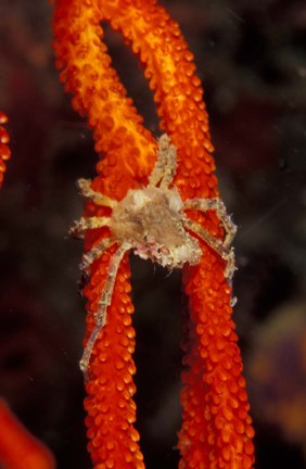 Framed Commensul Crab on Soft Coral, Indonesia Print