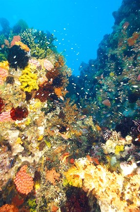 Framed Healthy Reef, Komodo, Indonesia Print