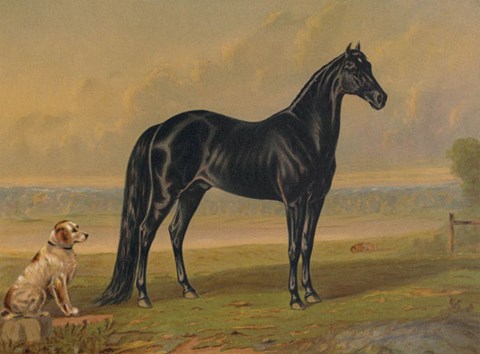 Framed America&#39;s Renowned Stallions, c. 1876 I Print