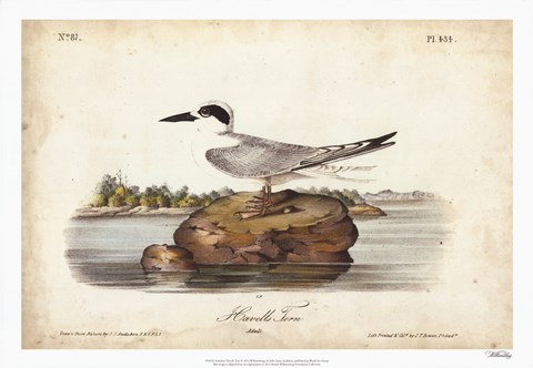 Framed Audubon Havells Tern Print