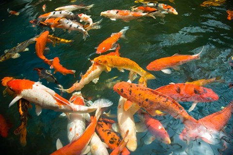 Framed Ornament Koi or Common Carp, Shopping Mall Pond, Malacca, Historic Melaka, Malaysia Peninsula, Malaysia, SE Asia Print