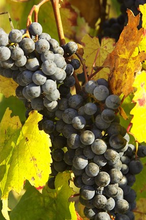 Framed Red Grapes, Boynton&#39;s of Bright Vineyard, near Bright, Victoria, Australia Print