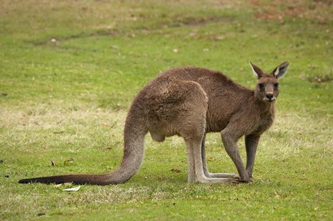 Framed Kangaroo, Trial Bay, New South Wales, Australia Print