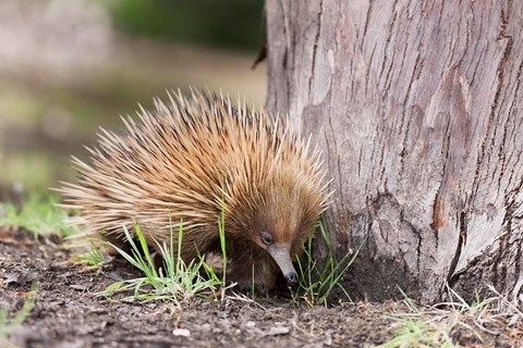 Framed Short-beaked Echidna wildlife, Australia Print