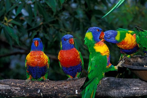 Framed Australia, East Coast,  Lorikeets birds in a row Print