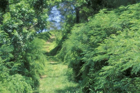 Framed View of Path Through Trees, Bermuda, Caribbean Print