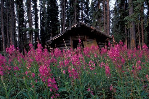 Framed Abandoned Trappers Cabin Amid Fireweed, Yukon, Canada Print