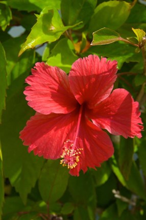 Framed Dominican Republic, Bavaro, Hibiscus flower Print