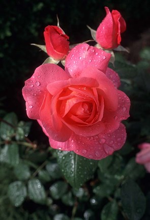 Framed English Rose in Butchart Gardens, Vancouver Island, British Columbia, Canada Print