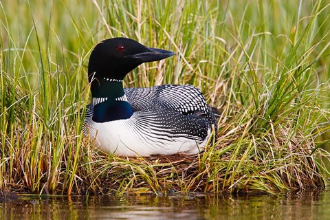 Framed British Columbia, Common Loon bird Print