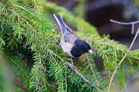 Framed British Columbia, Dark-eyed Junco bird in a conifer Print