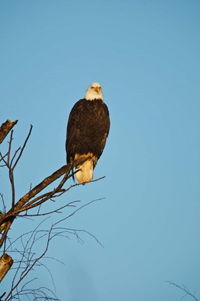 Framed Bald Eagle, Vancouver, British Columbia, Canada Print