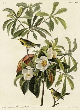 Framed Bachmans Warbler Print