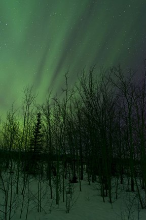 Framed Aurora Borealis over Trees Print