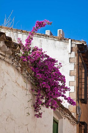 Framed Spain, Andalusia, Banos de la Encina Bougainvillea Growing on a Roof Print