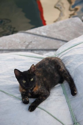 Framed Greece, Paros, Naoussa, Cat on Boat Sails Print