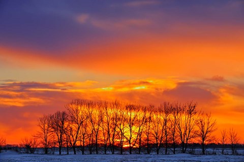 Framed Altona Trees at Sunrise Print