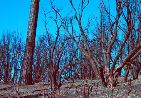 Framed Burned Trees And A Sky Print