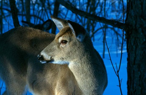 Framed Deer Doe in Snowy Woods Print