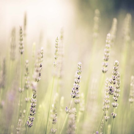 Framed Lavender Fields Print