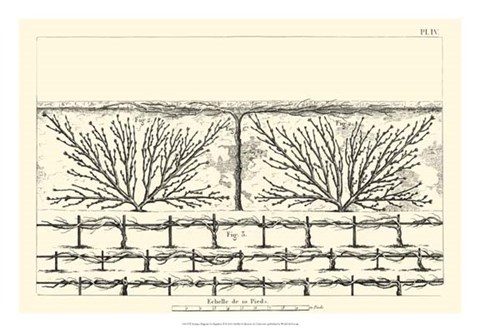 Framed Antique Diagram for Espaliers II Print