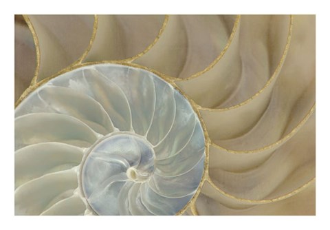 Framed Soft Nautilus Print