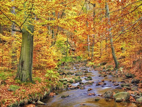 Framed Beech Forest In Autumn, Ilse Valley, Germany Print