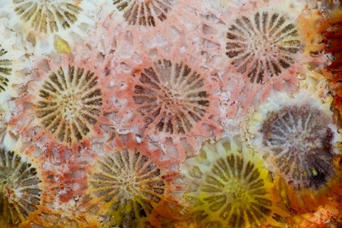 Framed Coral, Indonesia Print