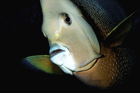 Framed Close-up view of a Gray Angelfish, Grand Cayman Print