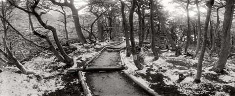 Framed View of a trail through the trees of Tierra del Fuego National Park, Patagonia, Argentina Print