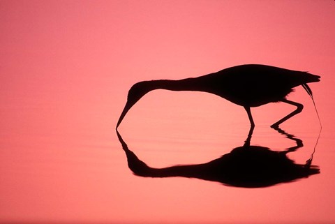 Framed Mirror Silhouette of Little Blue Heron Print